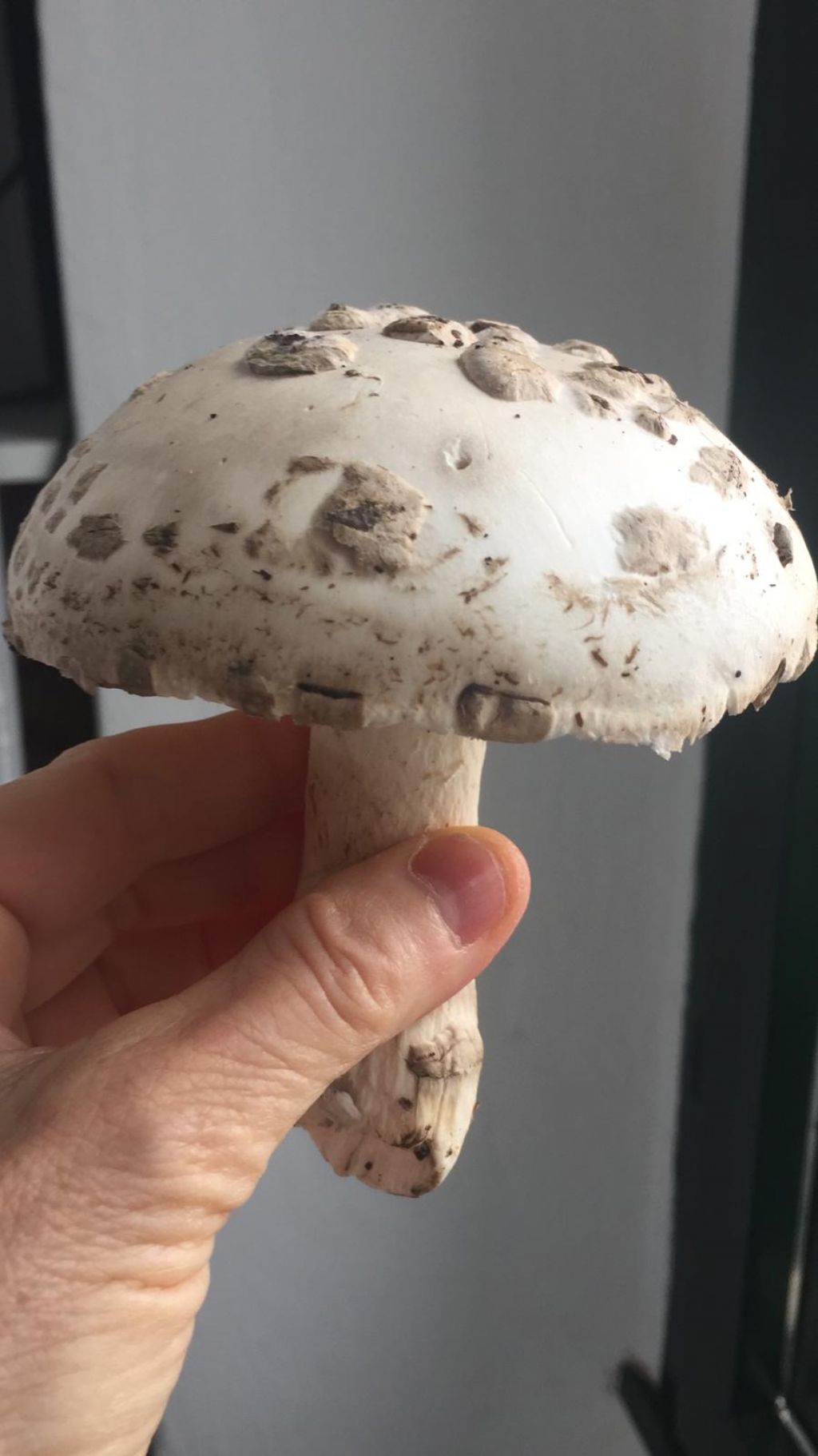 funghi sul lago di Garda